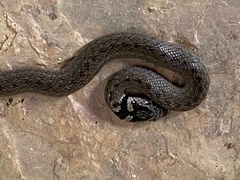 Macroprotodon brevis