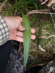 Plantago macrocarpa