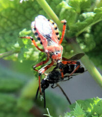 Rhynocoris