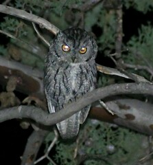 Megascops kennicottii