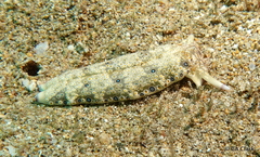 Plakobranchus ocellatus