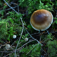 Amanita porphyria