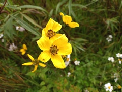 Bidens serrulata