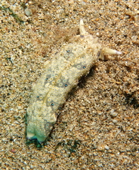 Plakobranchus ocellatus