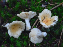 Russula fellea