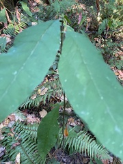 Oemleria cerasiformis