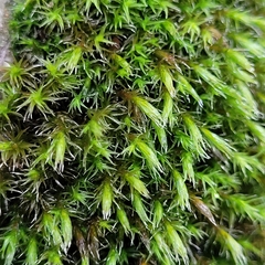 Grimmiaceae