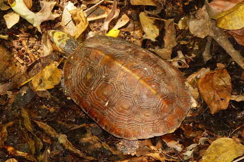 Mexican Spotted Terrapin