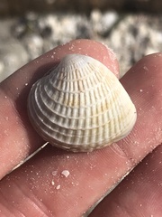 Chione elevata