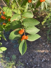 Lonicera morrowii
