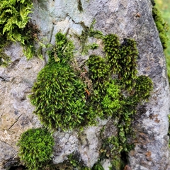 Grimmiaceae