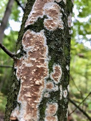 Coniophora puteana