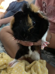 Cavia porcellus