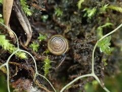 Euconulus