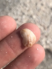 Bostrycapulus aculeatus