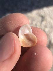 Bostrycapulus aculeatus