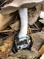Infundibulicybe geotropa