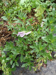 Penstemon ellipticus