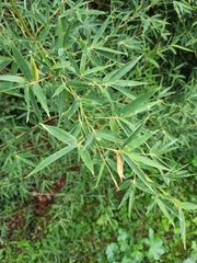 Phyllostachys aurea