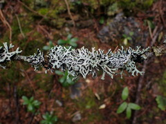 Hypogymnia tubulosa
