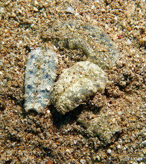 Plakobranchus ocellatus