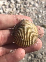 Dallocardia muricata