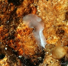 Polycladida