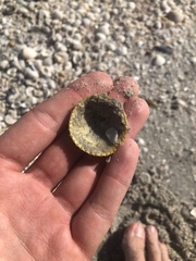 Dallocardia muricata