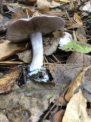 Infundibulicybe geotropa