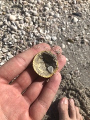 Dallocardia muricata