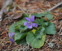 Viola riviniana