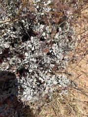Eriogonum tenellum