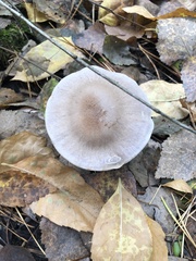 Infundibulicybe geotropa