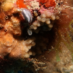 Montipora