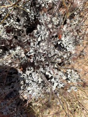 Eriogonum tenellum