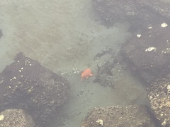 Hypsypops rubicundus