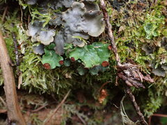 Peltigera venosa