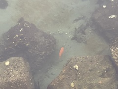 Hypsypops rubicundus