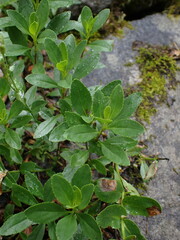 Penstemon ellipticus