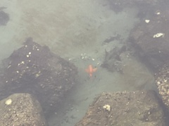 Hypsypops rubicundus