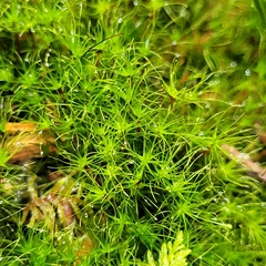 Dicranodontium denudatum