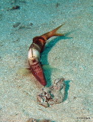 Parupeneus multifasciatus