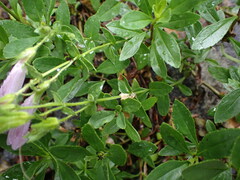 Penstemon ellipticus