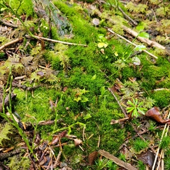 Dicranodontium denudatum