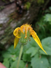 Arnica