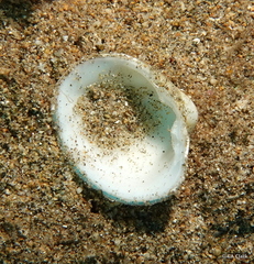 Lioconcha hieroglyphica