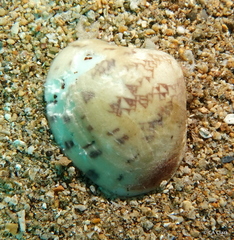 Lioconcha hieroglyphica