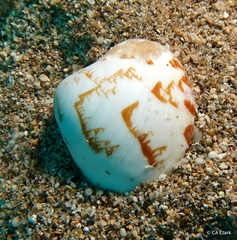 Lioconcha hieroglyphica