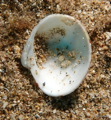 Lioconcha hieroglyphica