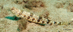 Synodontidae